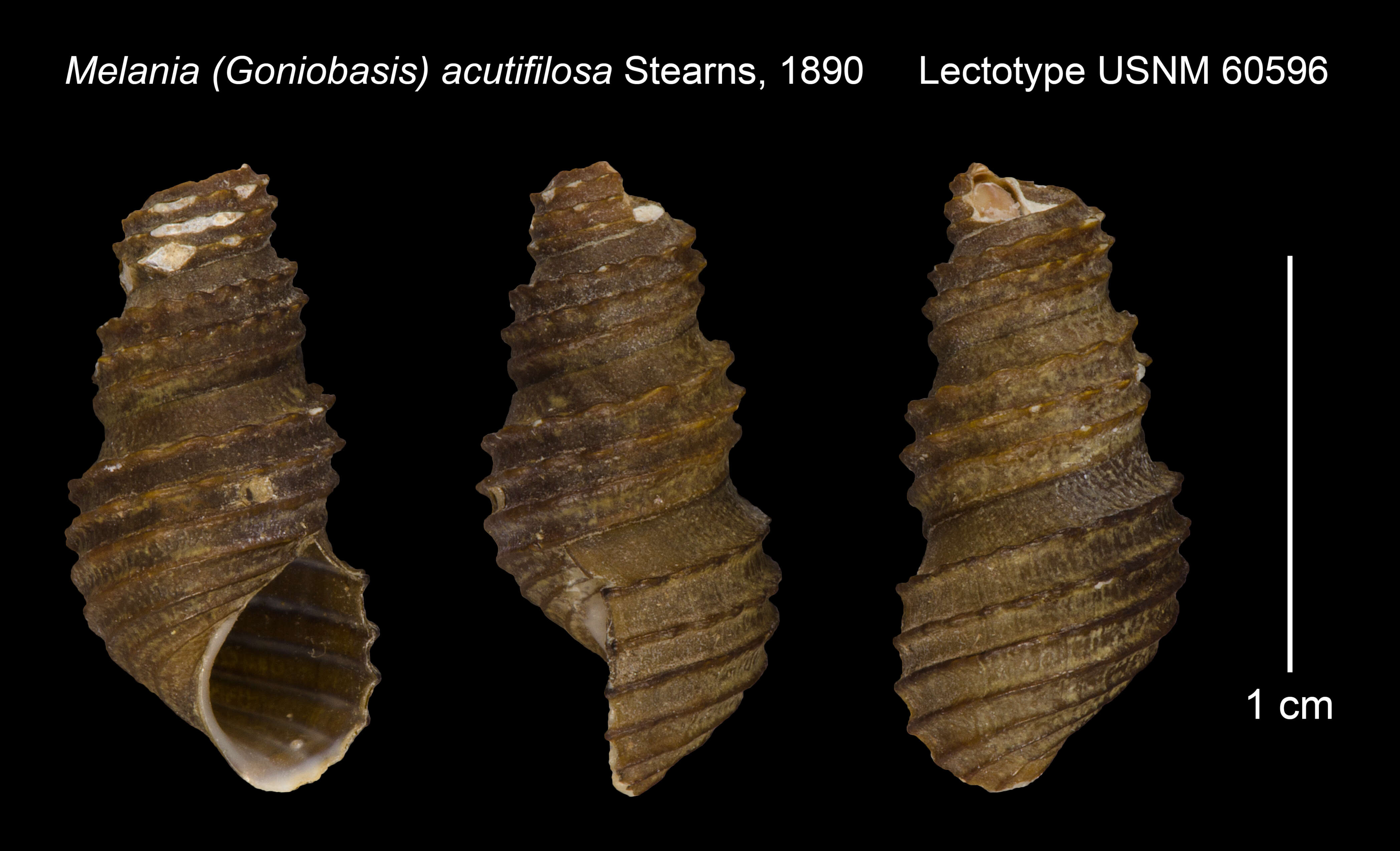 Image of Juga acutifilosa (Stearns 1890)