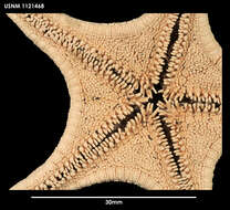 Imagem de Pergamaster triseriatus H. E. S. Clark 1962