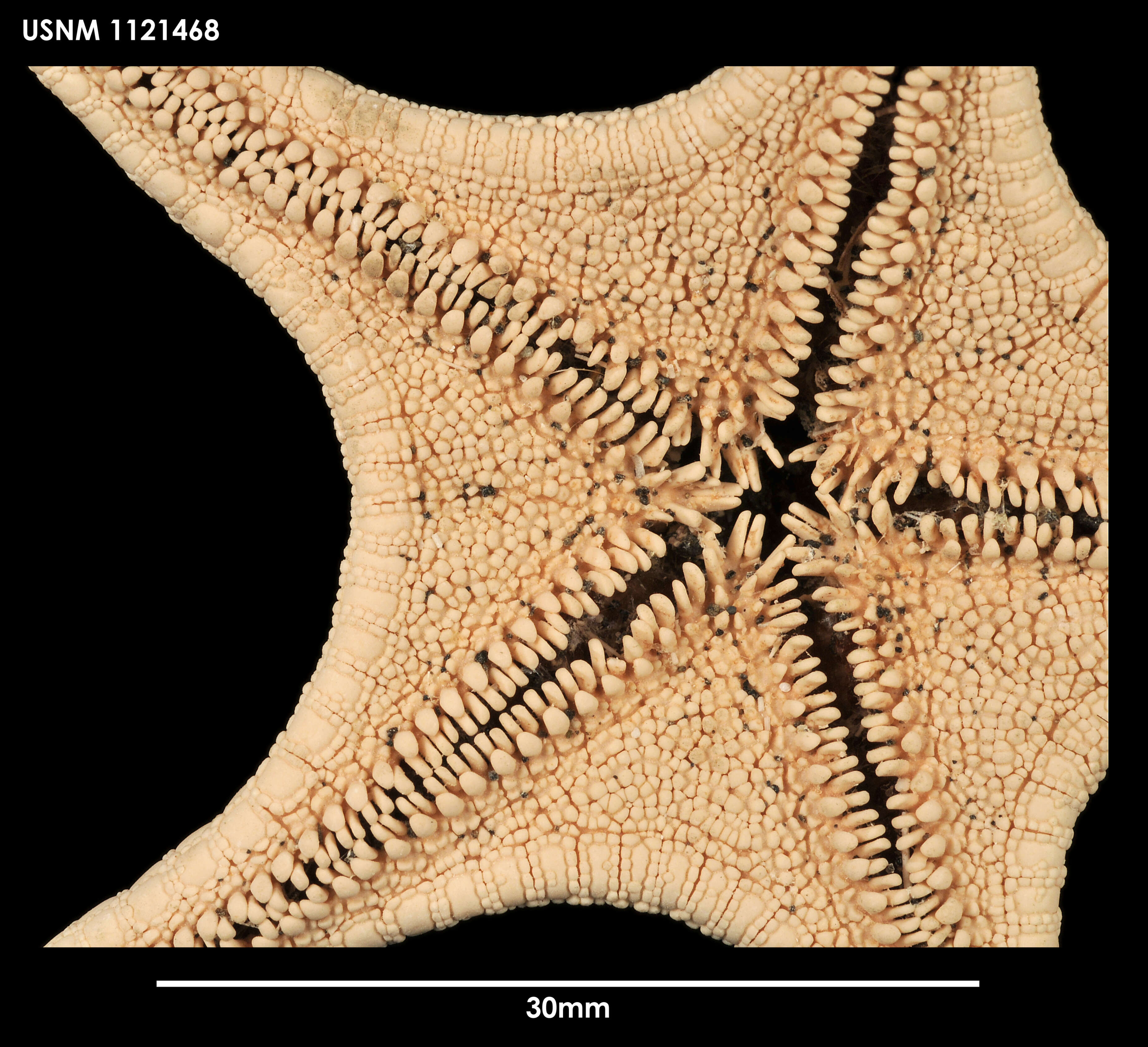 Imagem de Pergamaster triseriatus H. E. S. Clark 1962