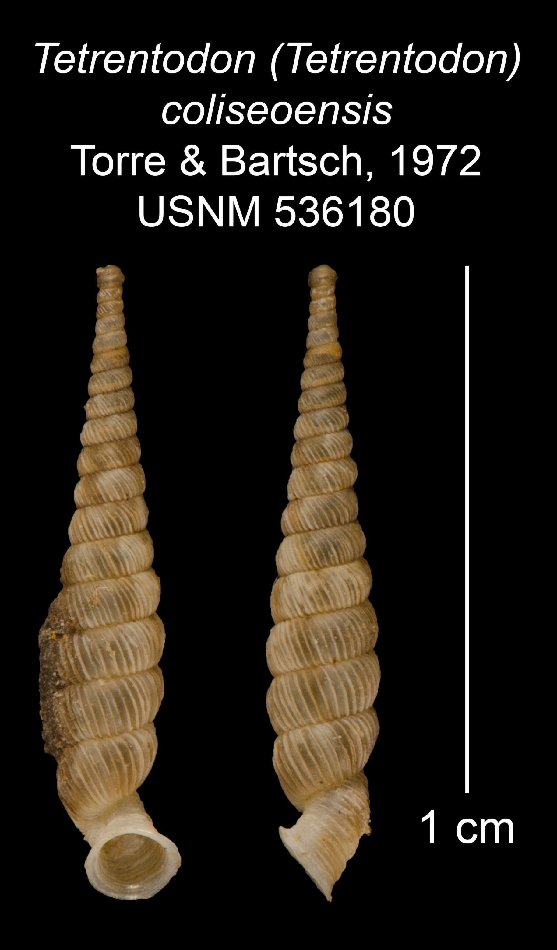 Image of Tetrentodon coliseoensis C. de la Torre & Bartsch 1972