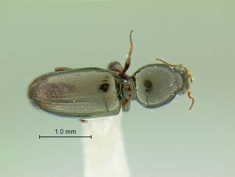 Dyschirius (Dyschiriodes) montanus Le Conte 1879的圖片