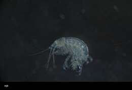 Image of Amphipoda