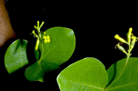 Image of Wikstroemia johnplewsii W. L. Wagner & D. H. Lorence