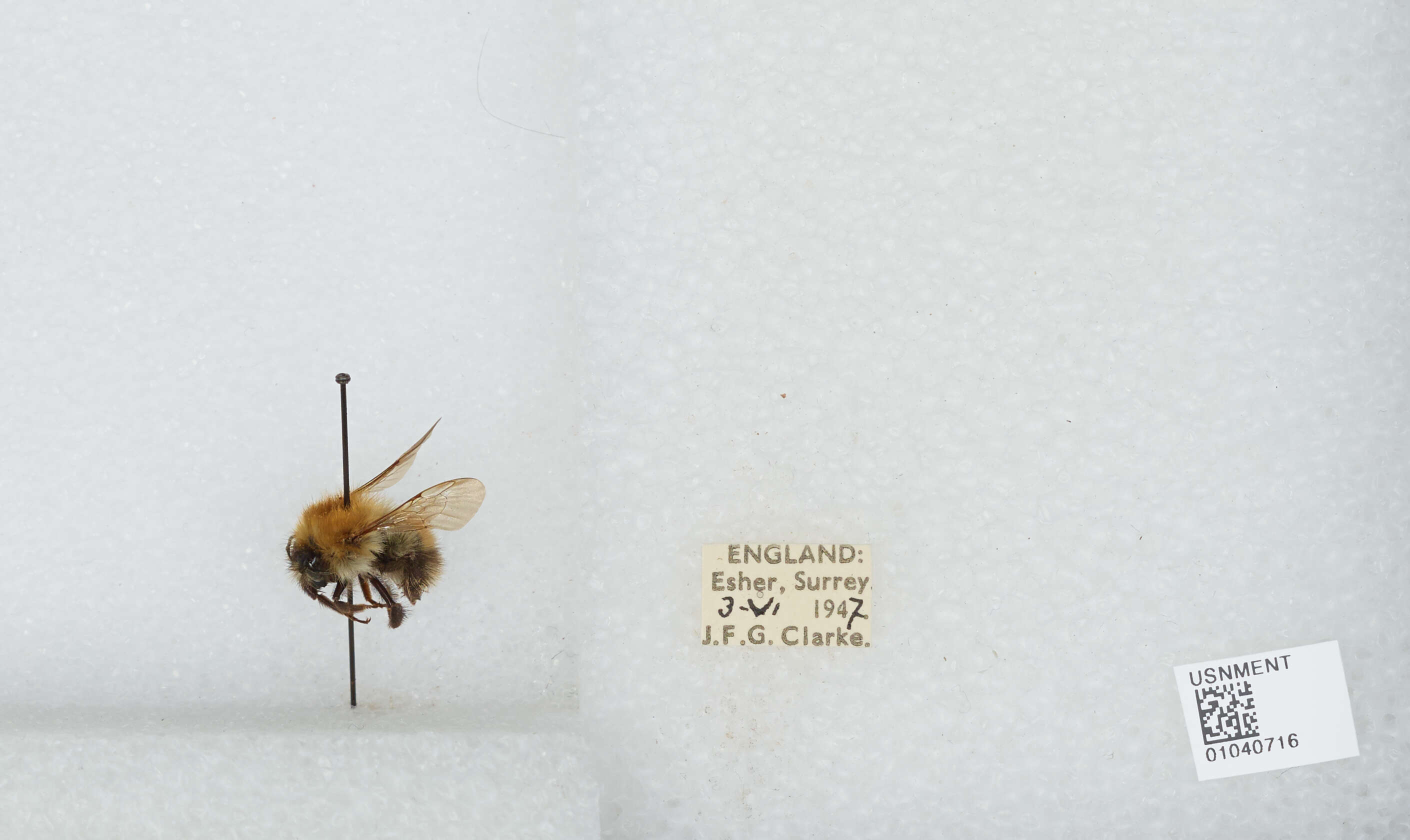 Image of Common carder bumblebee