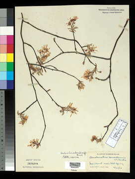 صورة Amelanchier arborea (Michx. fil.) Fern.