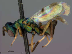 Image of Brachycaudonia californica Ashmead 1904