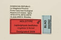 Image of Leptostylopsis basifulvus Lingafelter & Micheli 2009