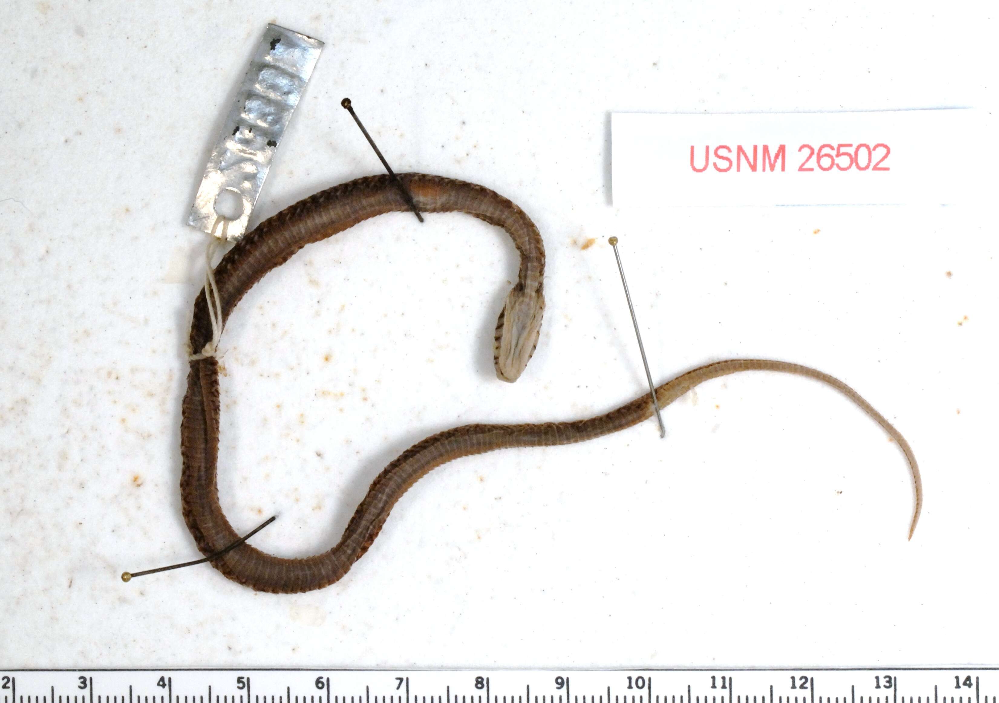 Image of Sumichrast's Garter Snake