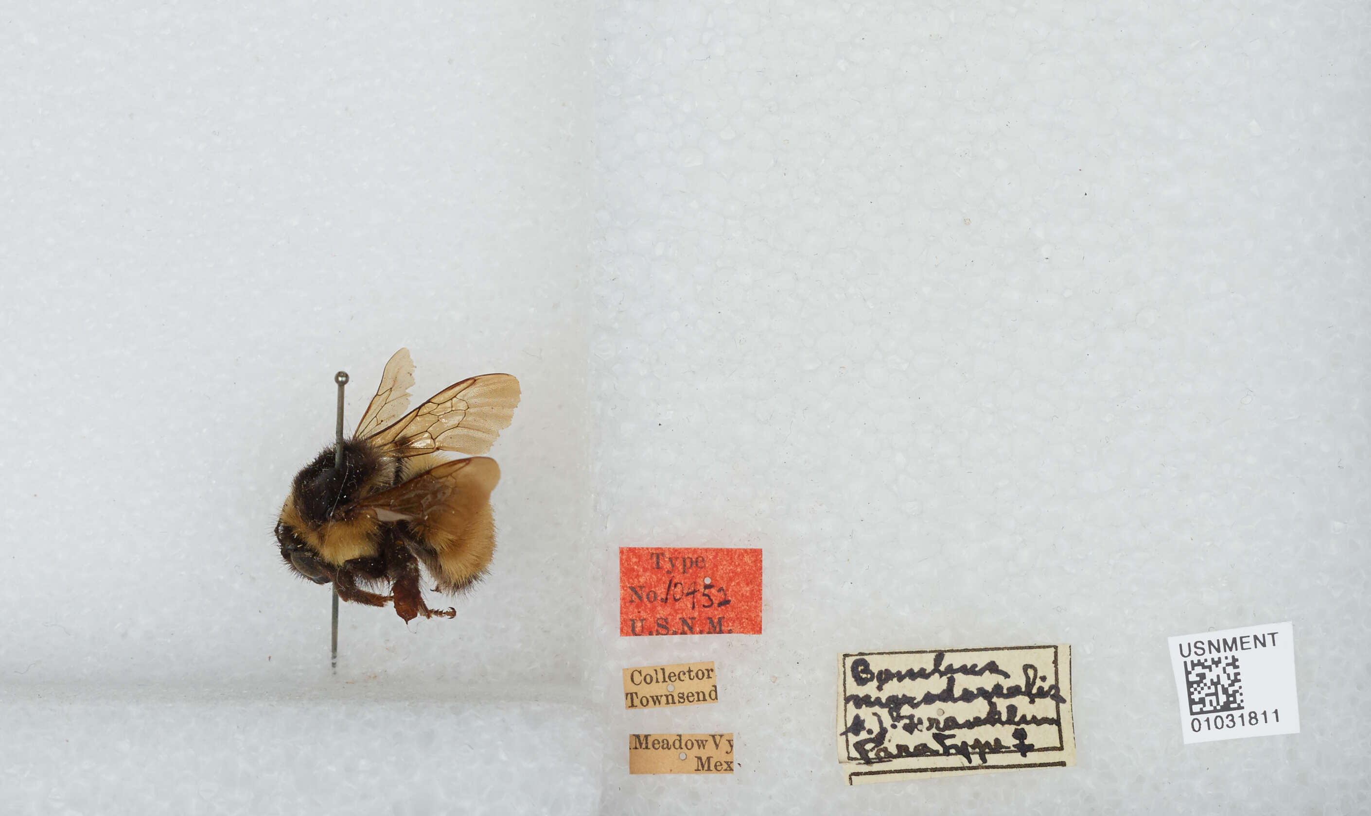 Image of Bombus weisi Friese 1903