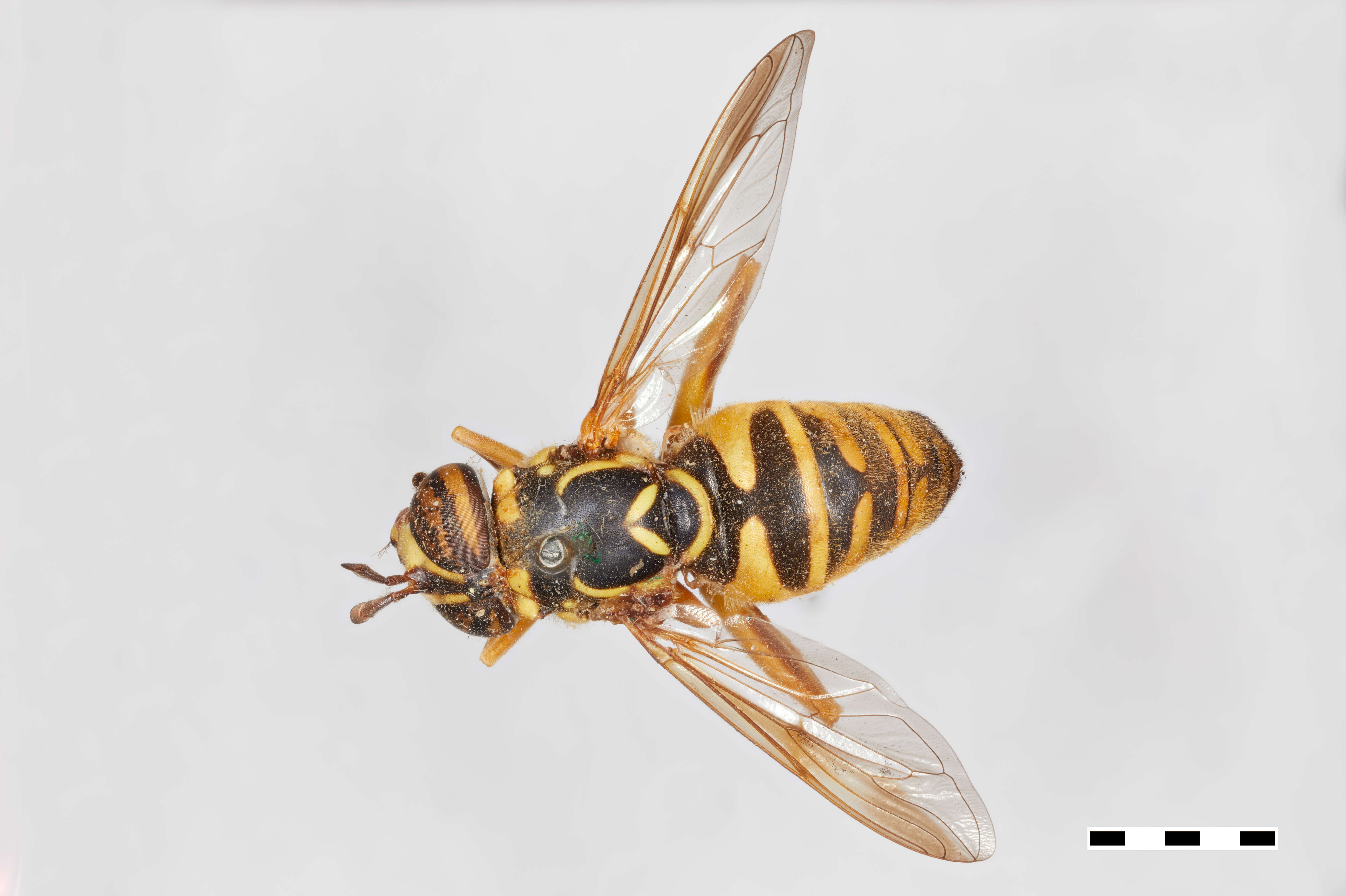 Image of Spilomyia interrupta Williston 1882