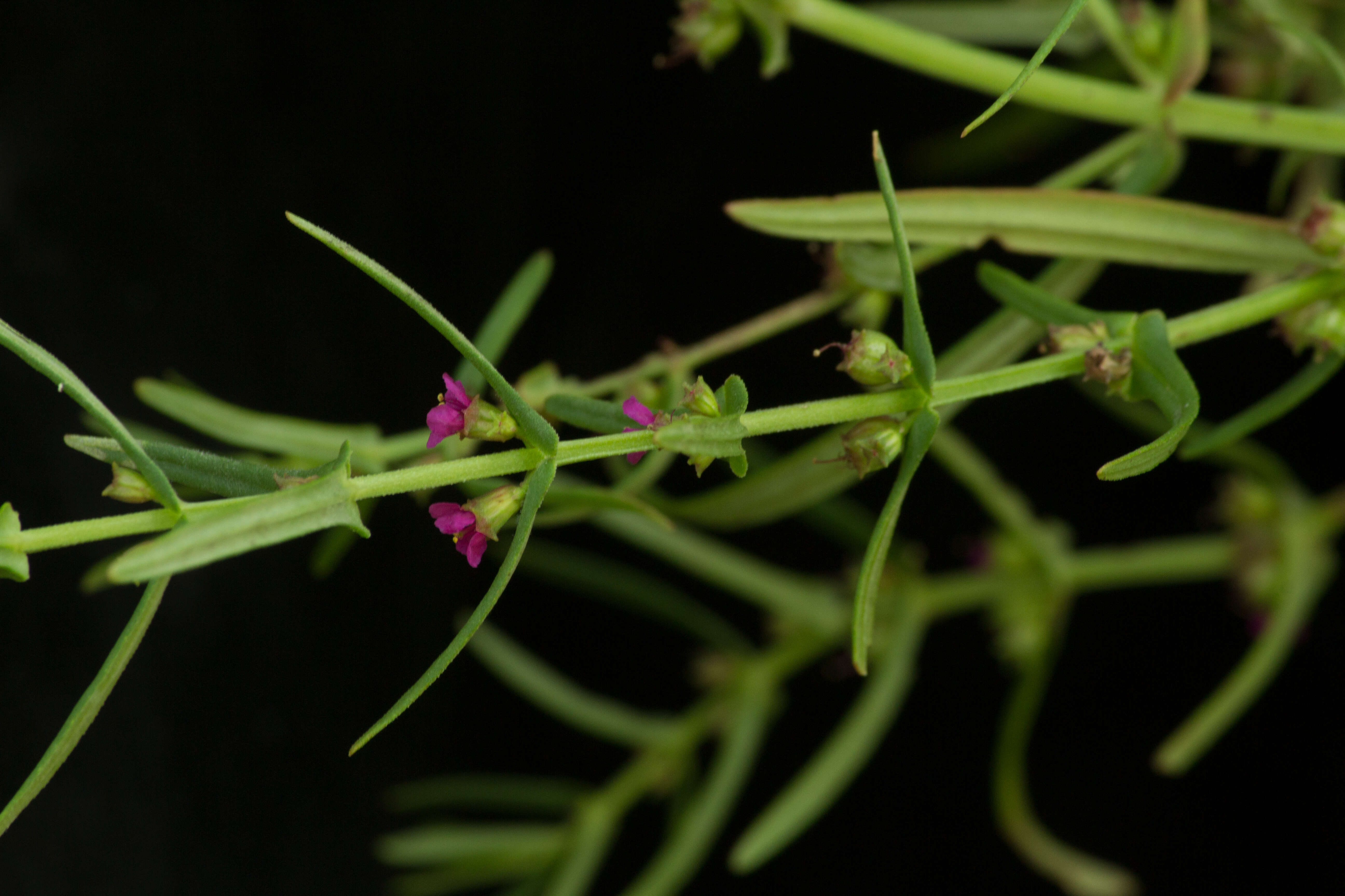 صورة Ammannia coccinea Rottb.