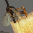 صورة Aphidius confusus Ashmead 1889