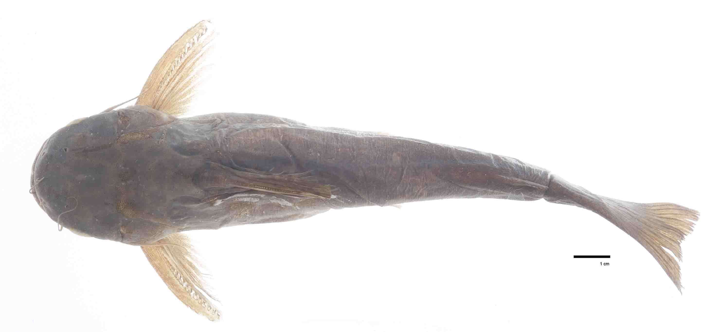 Image of Trachelyopterus peloichthys (Schultz 1944)