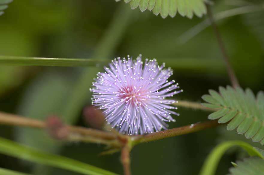 Image of shameplant