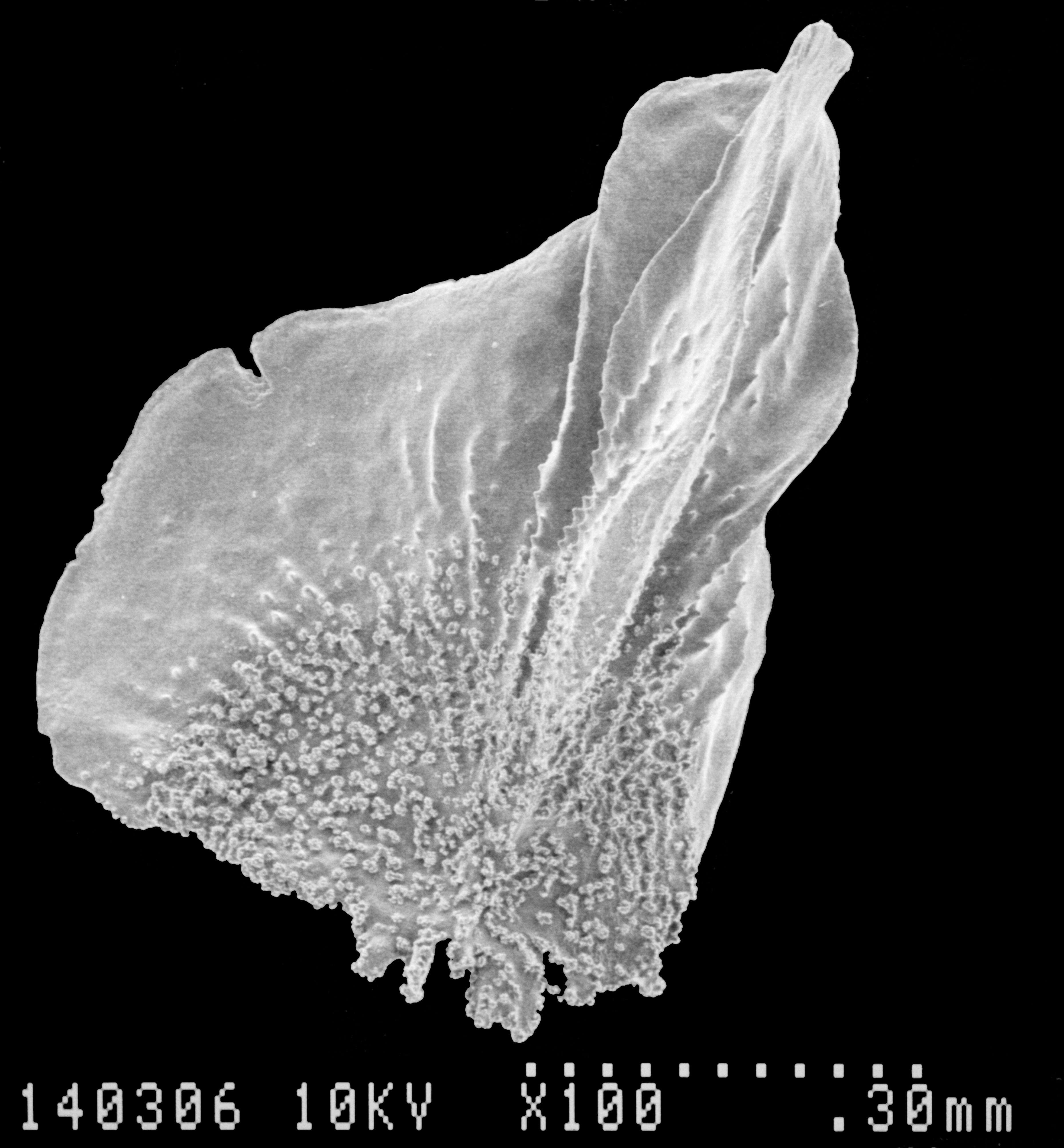 Image of Aglaoprimnoa stefanii Bayer 1996