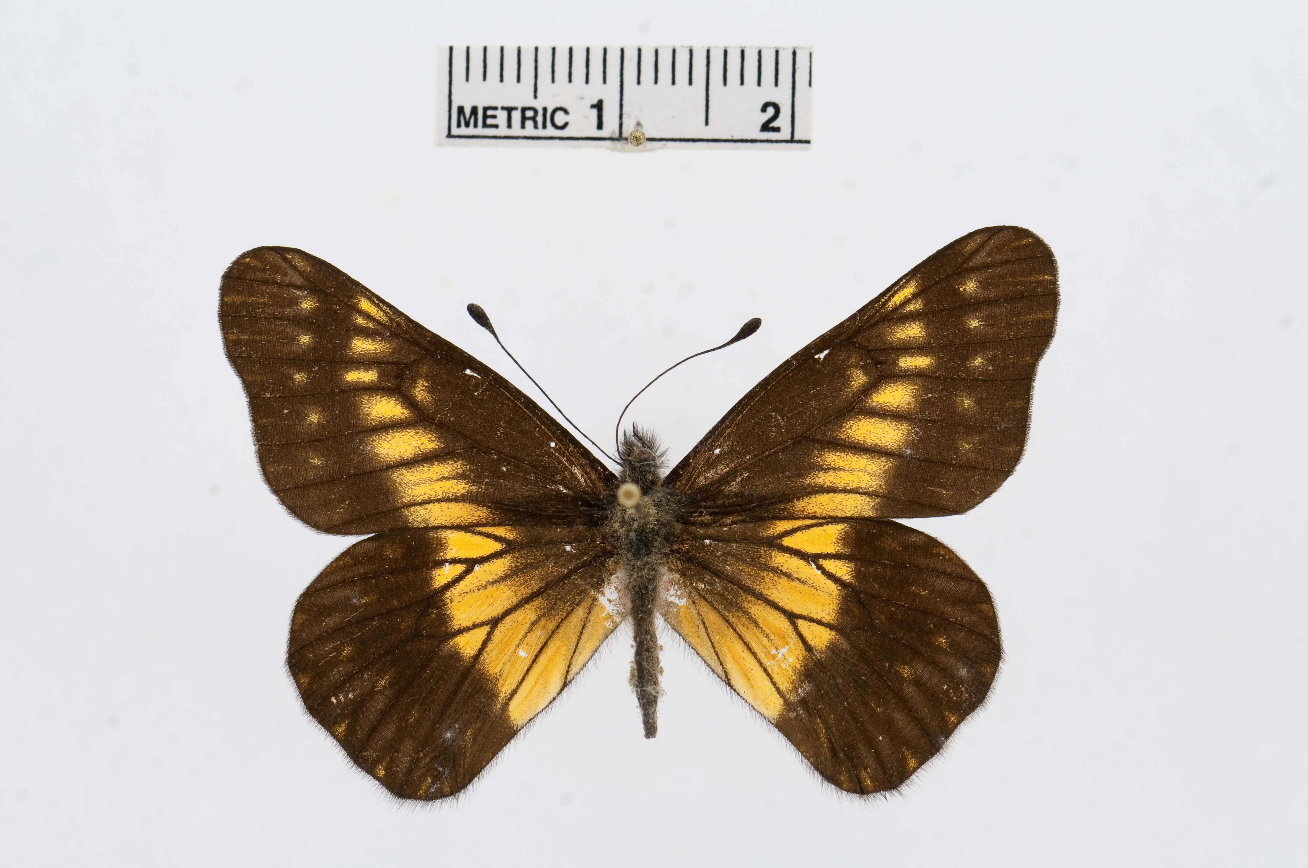 Image of Catasticta colla (Doubleday 1847)