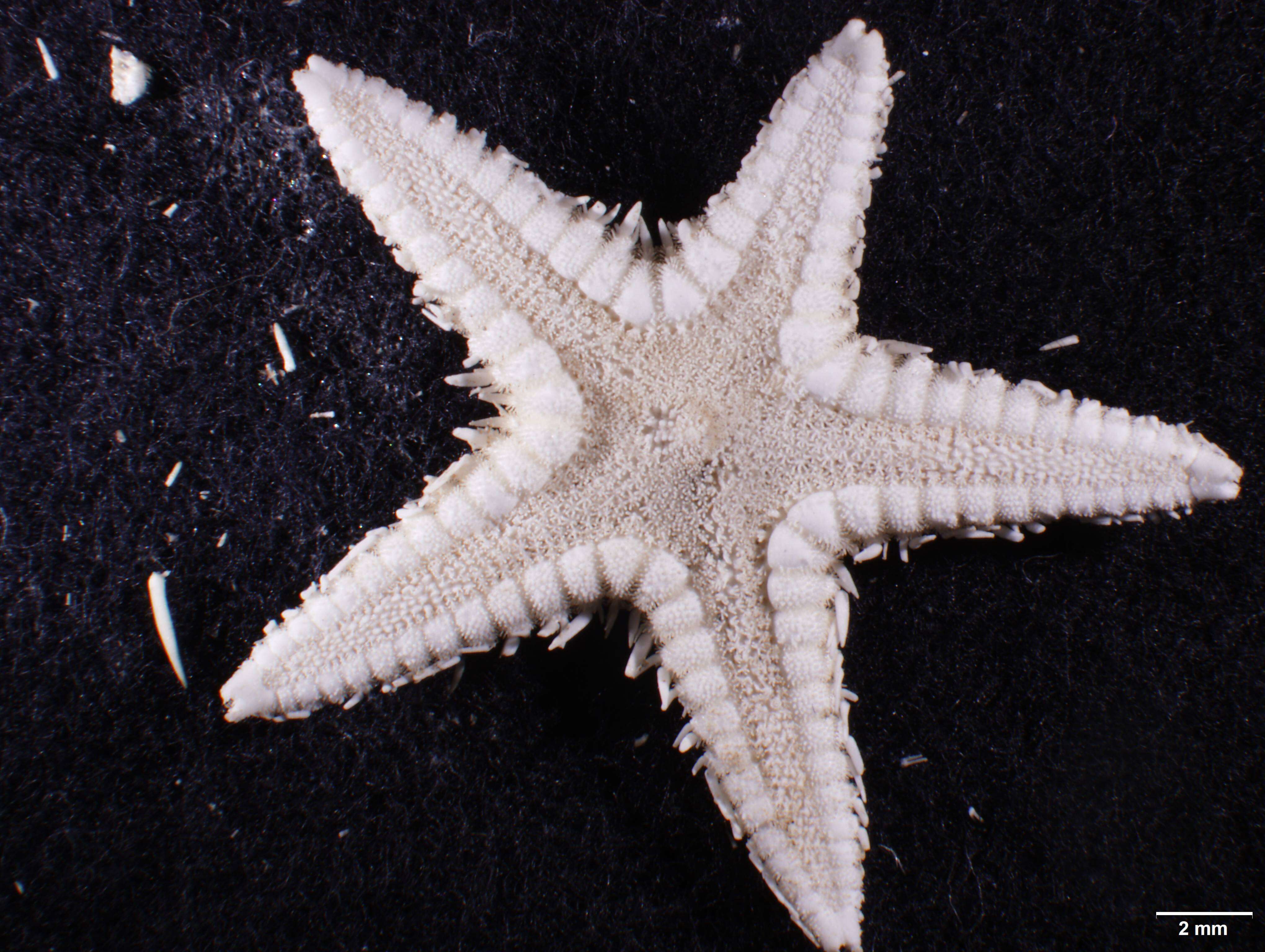 Image of Astropecten cingulatus Sladen 1883