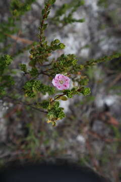 Image of hairy laurel