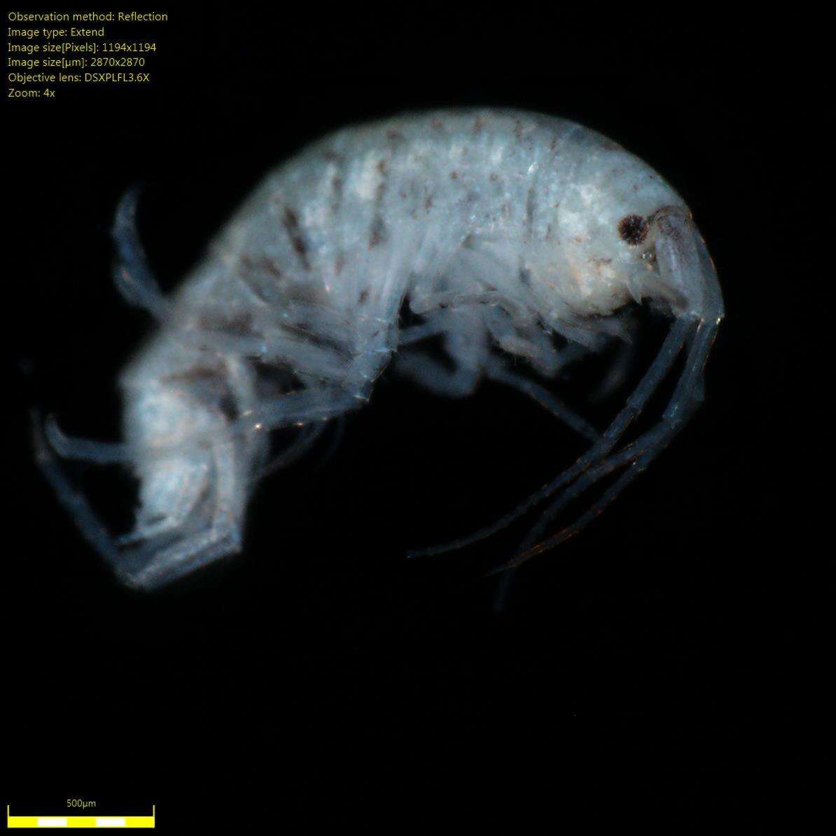 Image of Amphipoda