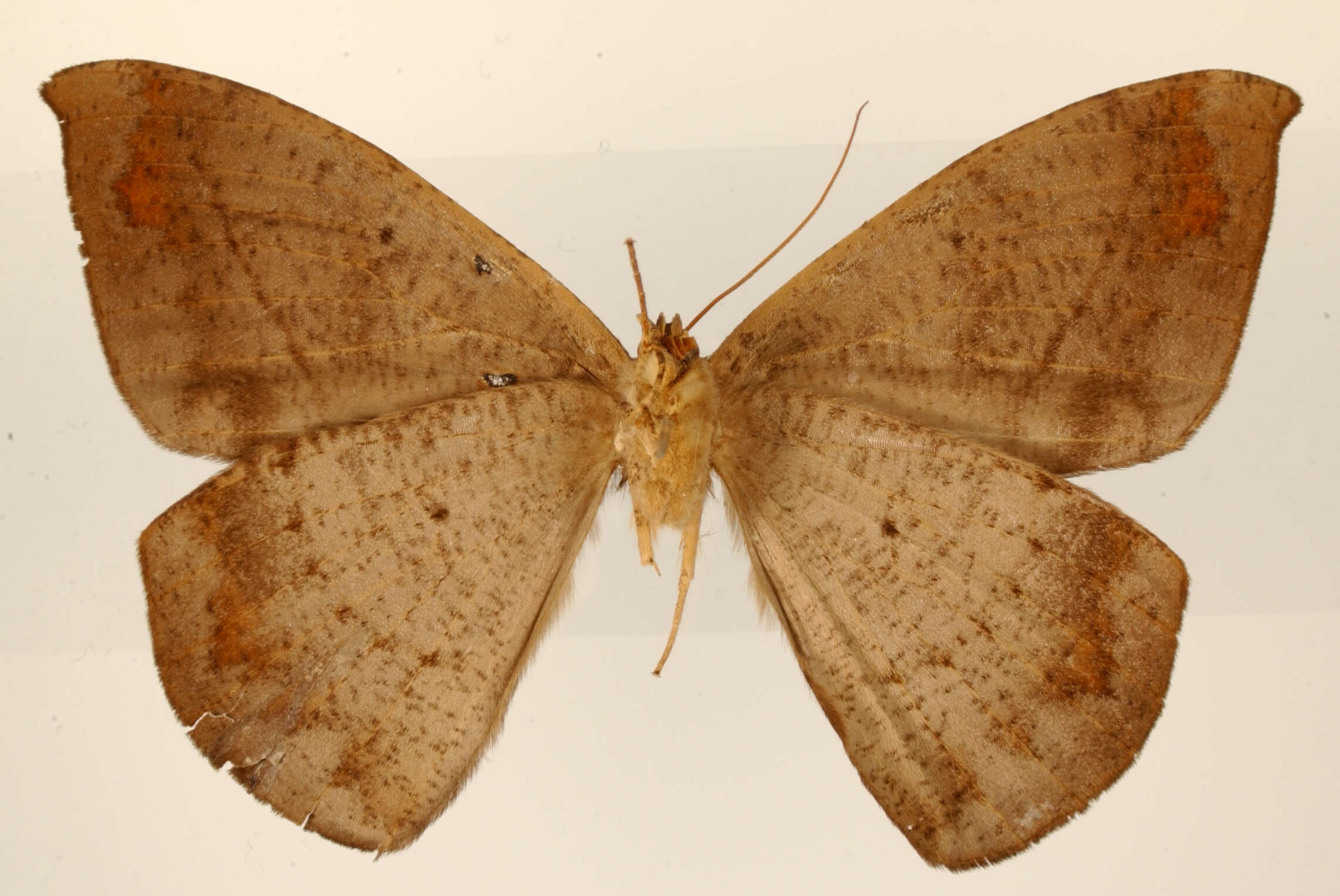 Image of Microgonia rotara Schaus 1901
