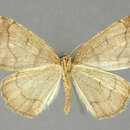 Image of Asestra lineata Warren 1906