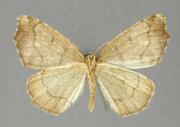 Image of Asestra lineata Warren 1906