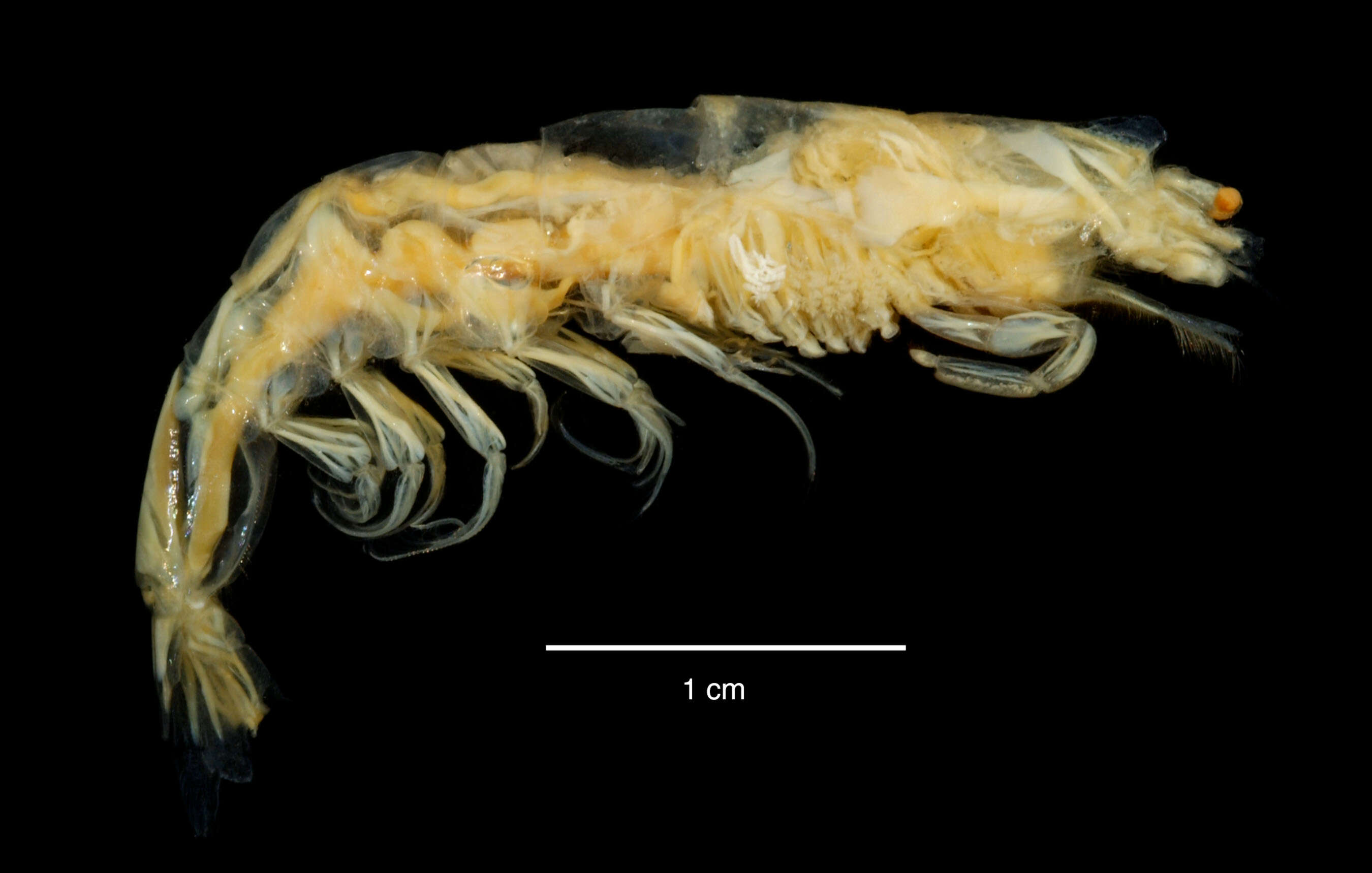 Image of Petalidium foliaceum Spence Bate 1881