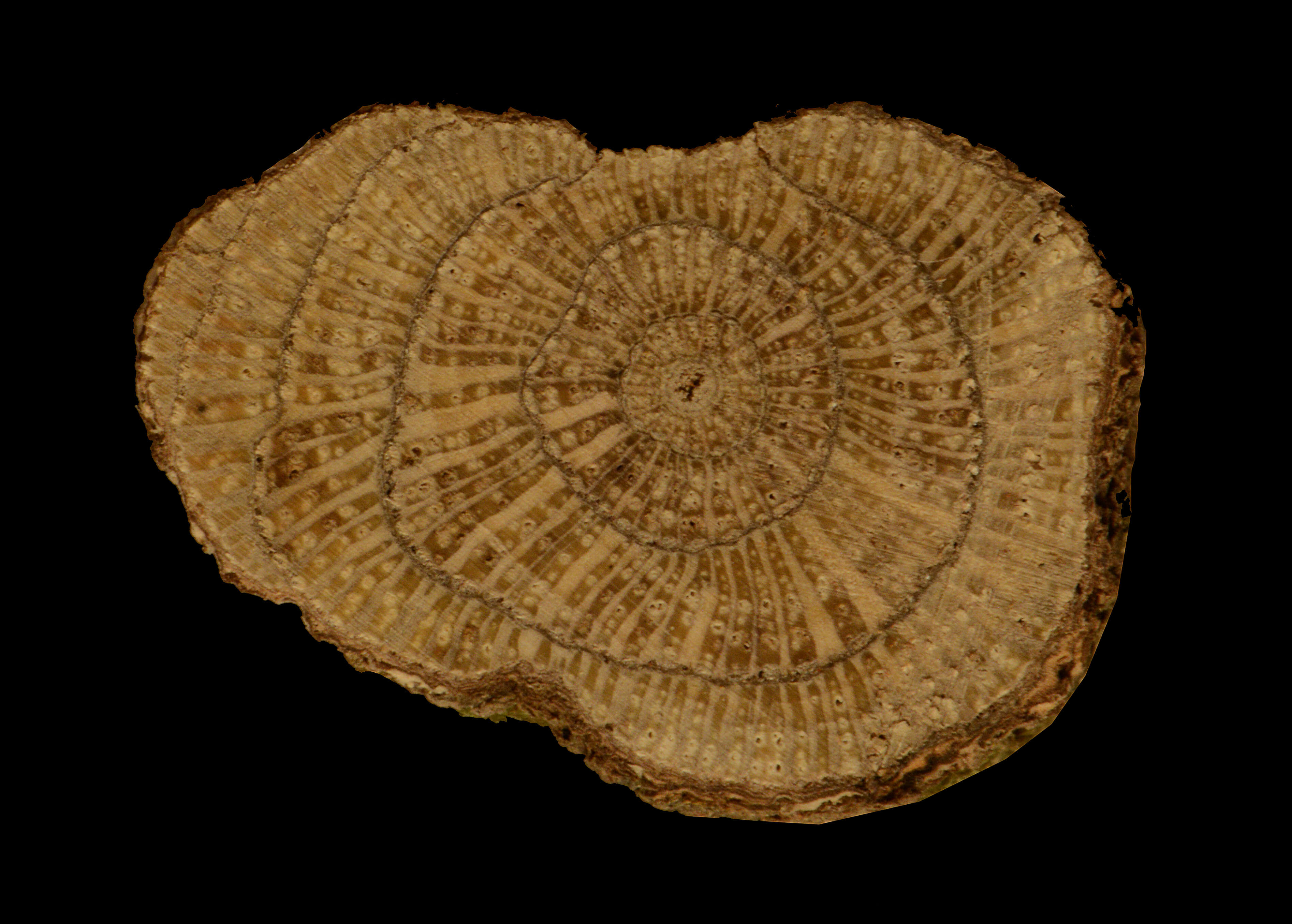 Image of Menispermaceae