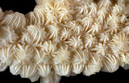 Image of spine coral