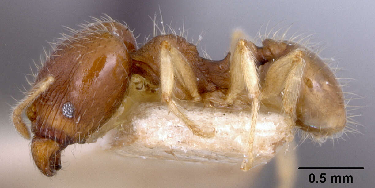 Image of Pheidole floridana stomachosa Wheeler 1917