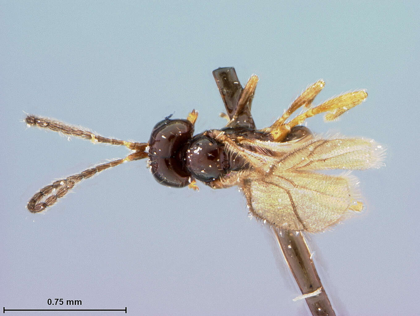 Image of Aspilota phyllotomae Fischer 1971