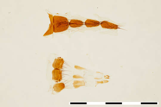 صورة Pollenia atramentaria (Meigen 1826)