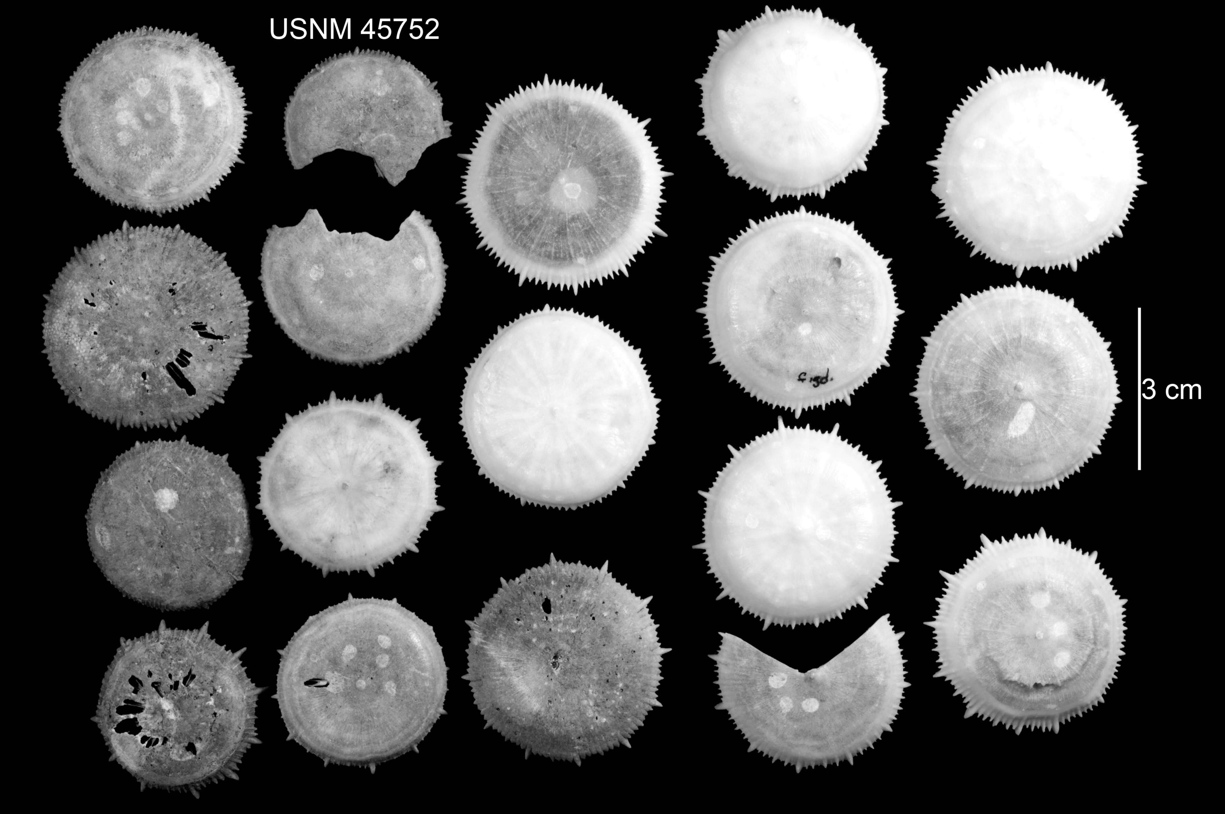 Plancia ëd Stephanocyathus (Stephanocyathus) laevifundus Cairns 1977