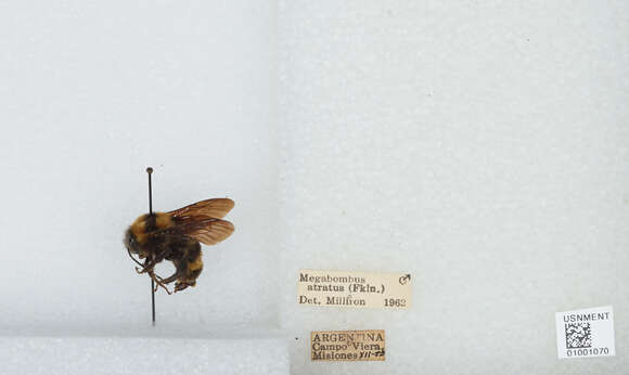 Imagem de Bombus pauloensis Friese 1912