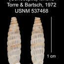 Plancia ëd Liocallonia itineris C. Torre & Bartsch 1972