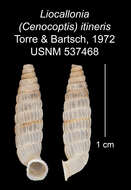 Imagem de Liocallonia itineris C. Torre & Bartsch 1972