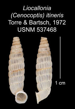 Sivun Liocallonia itineris C. Torre & Bartsch 1972 kuva