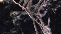 Image of Plumarella circumoperculum Cairns 2010