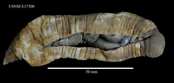 Plancia ëd Molpadia eltaninae Pawson 1977