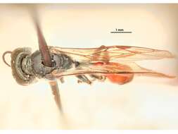 Image de Podagritus acollae Leclercq 1970