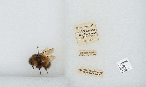 Image de Bombus sitkensis Nylander 1848