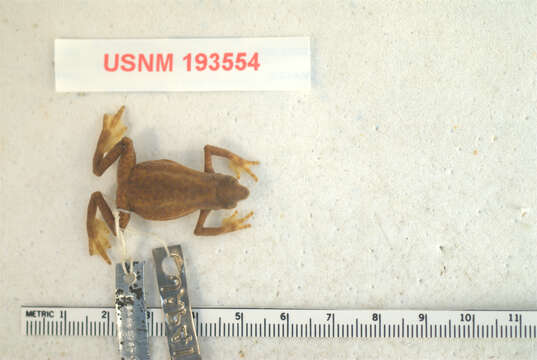 Atelopus mindoensis Peters 1973的圖片