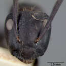 Image of Camponotus vividus semidepilis Wheeler 1922