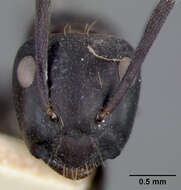 Image of Camponotus vividus semidepilis Wheeler 1922