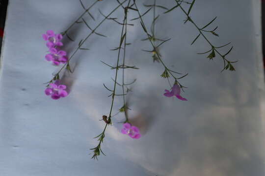 Image of purple false foxglove