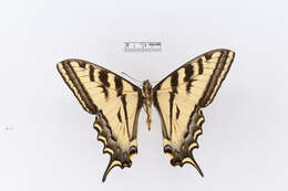 Image of Western Tiger Swallowtail