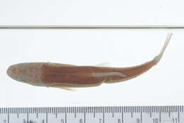 Image of Hornyhead Chub