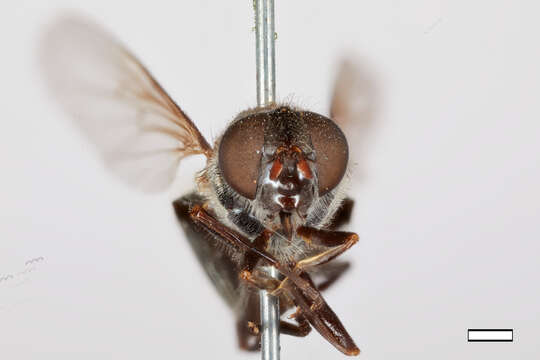 Image of Cartosyrphus gemini Shannon