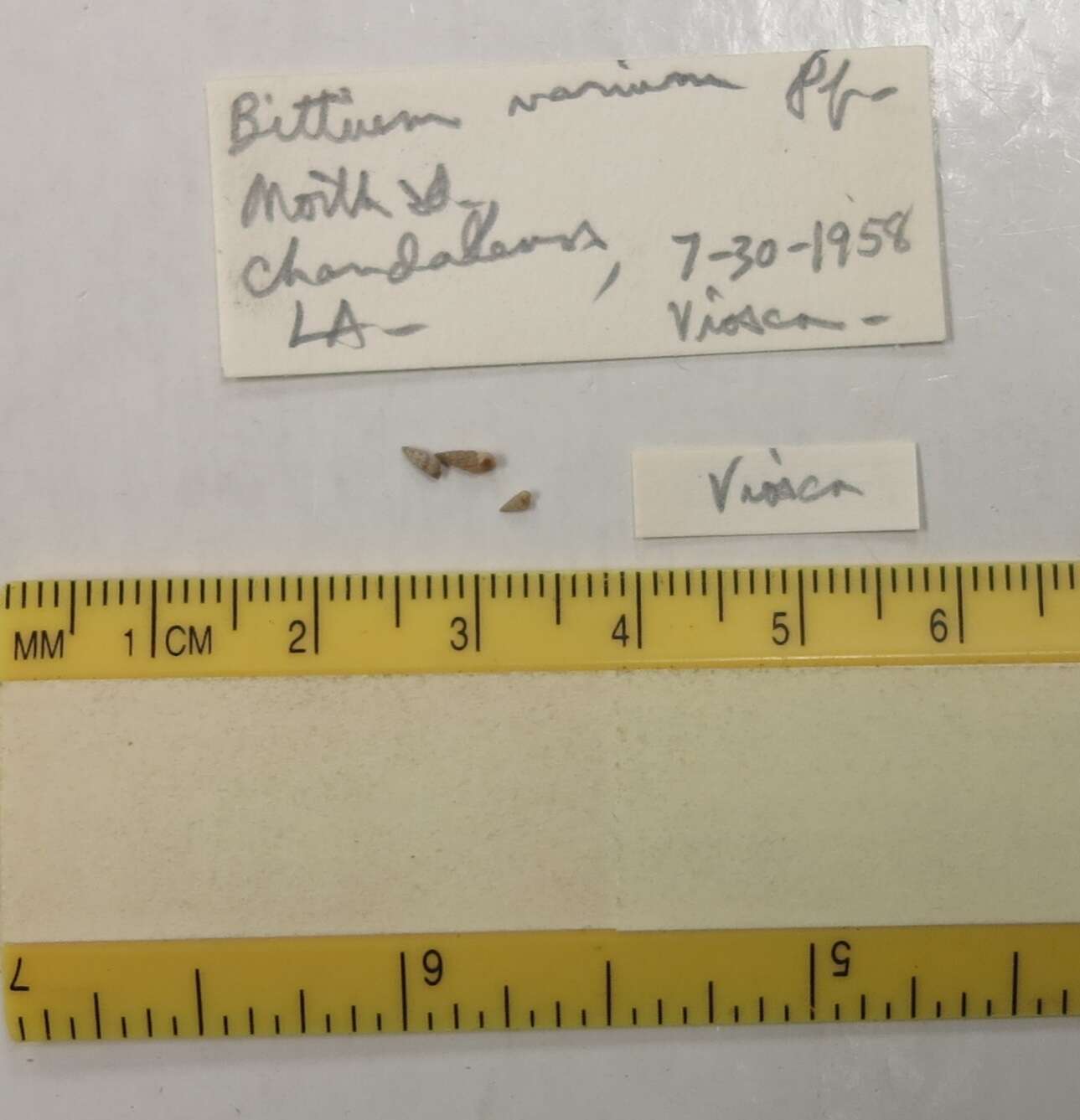 Image of Bittium varium (L. Pfeiffer 1840)