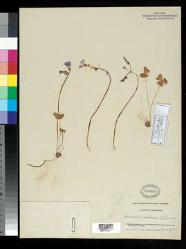 Image of violet woodsorrel